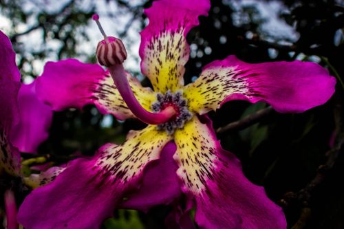 flower plant ceiba speciosa