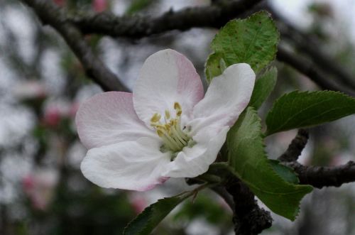 blossom bloom nature