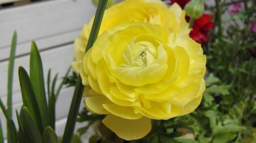 flower yellow ranunculus