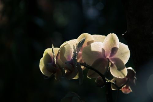 flower plant nature