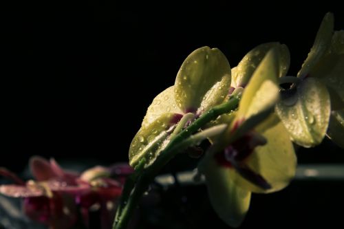 flower plant nature