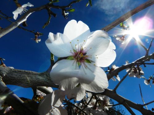 flower white almond tree nature