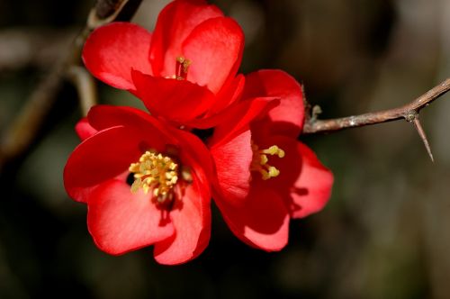 flower red shrub nature