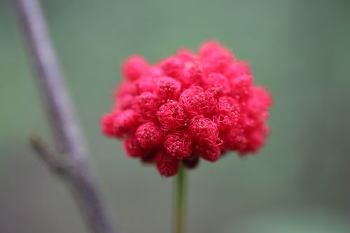 flower red spring