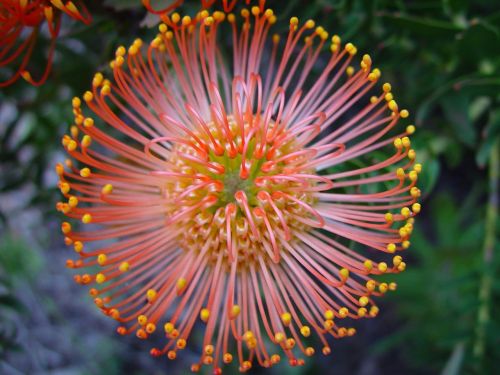 flower protea macro