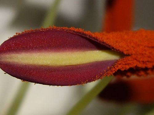 flower close-up lily