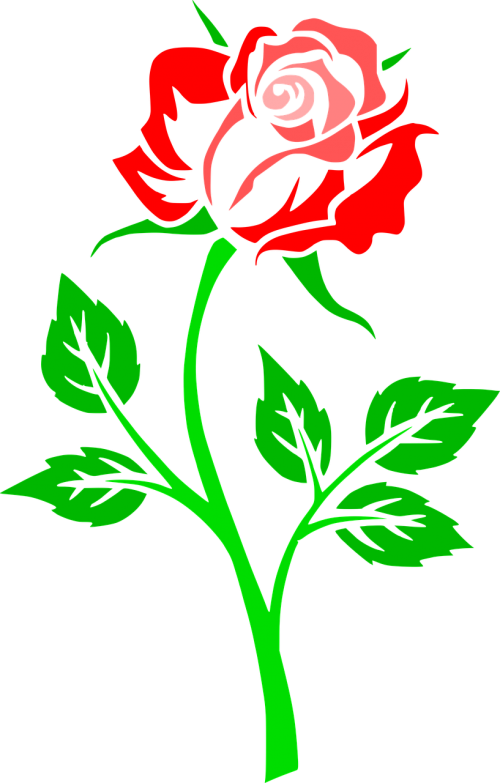 flower rose contour