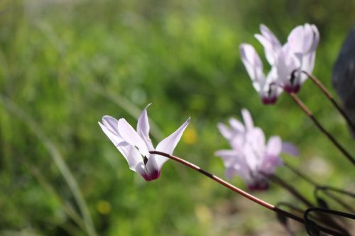 flower pink spring