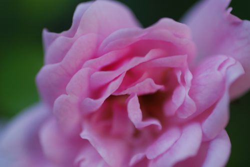 flower pink rose erblühend