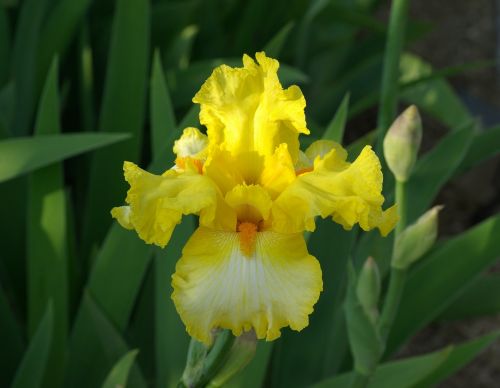 flower iris yellow