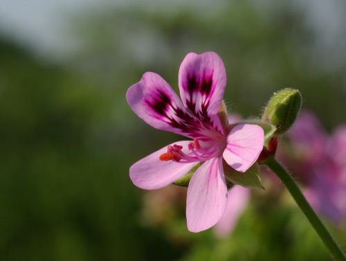 flower geranium scented