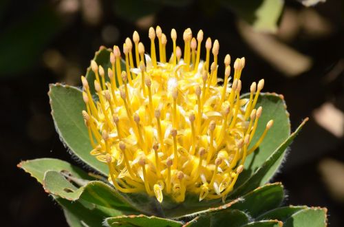 flower pincushion proteaceae