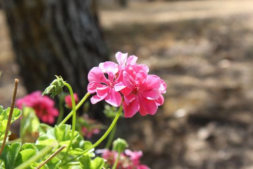 flower pink pergine valdarno