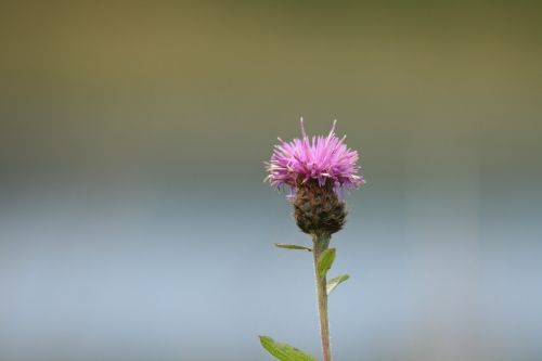 flower nature plant