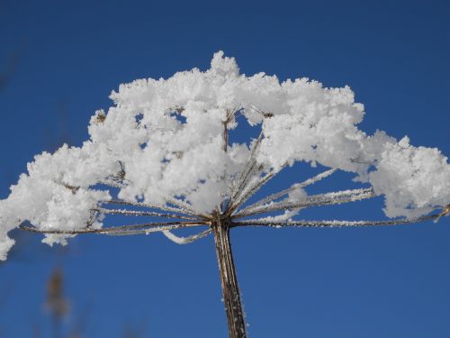 hoarfrost flower hogweed