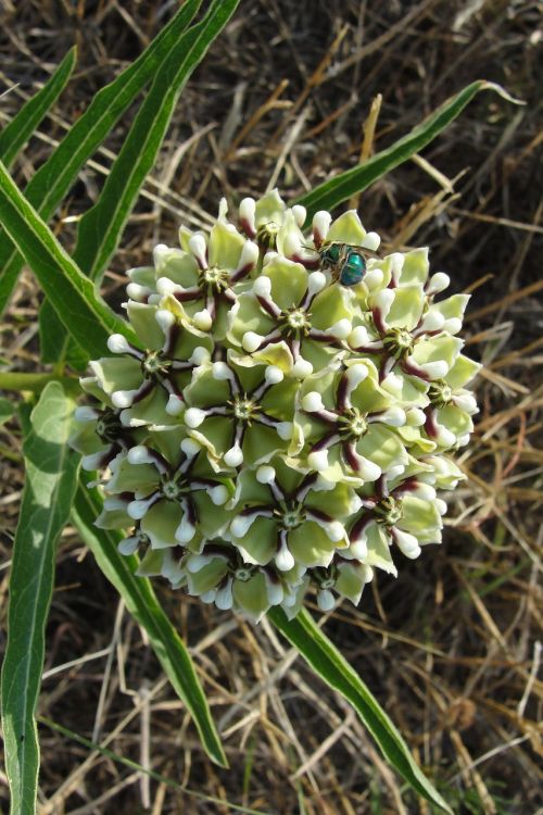 flower weed beetle