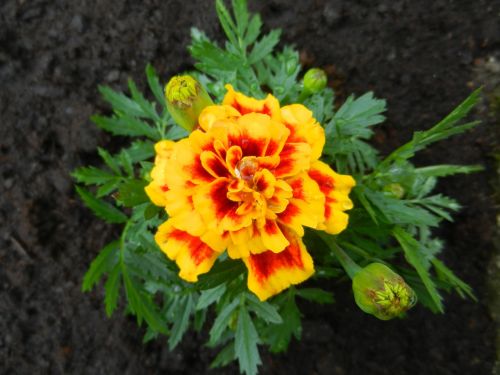 flower vegetable garden