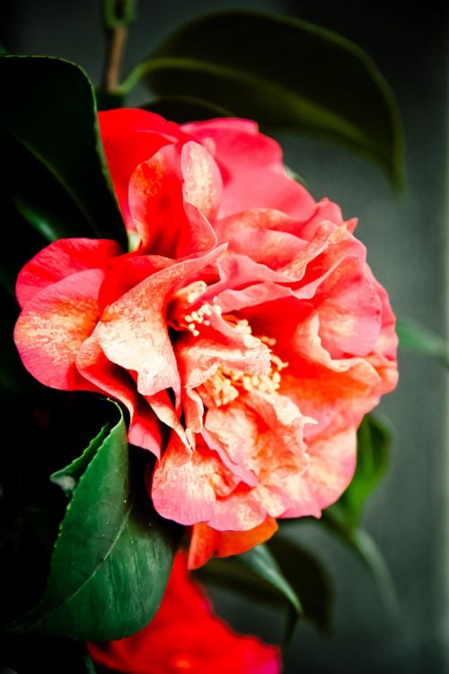 flower camellia light