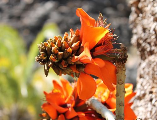 flower orange summer