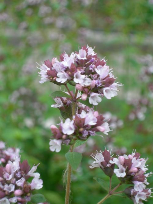 flower plant oregano