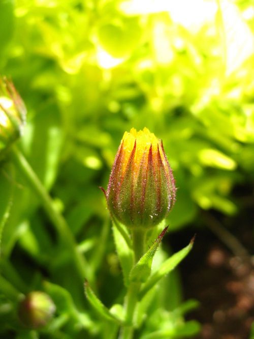 flower calendula pot marigold