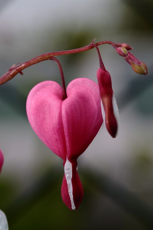 flower heart detail