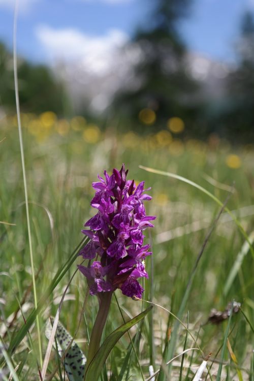 flower alpine meadows orchid