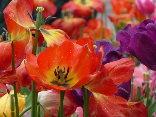 flower tulip flora
