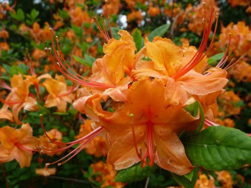 flower orange bloom