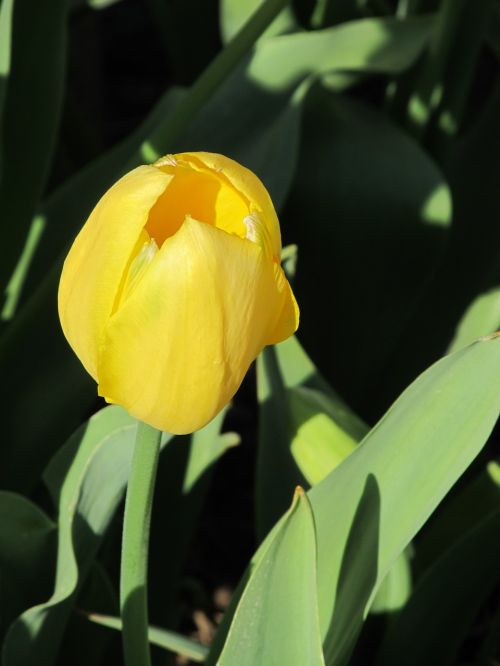 flower tulip macro