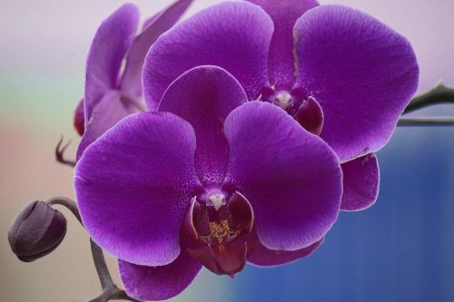 flower orchid beauty