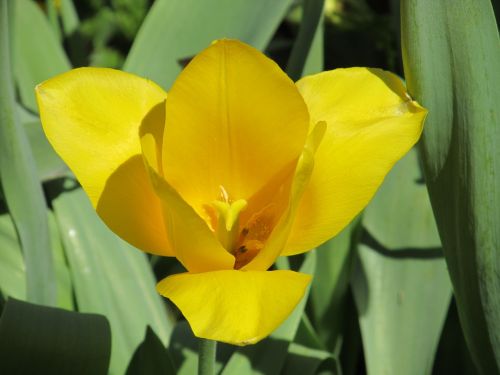 flower tulip macro