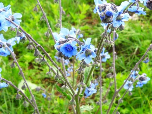 flower blue fresh