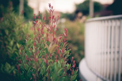 flower outside red