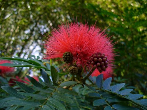 flower wild flower nature