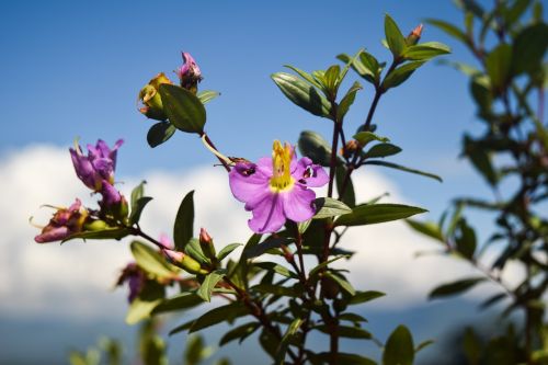 flower violet nature