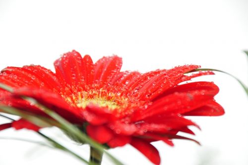 flower red dewdrop
