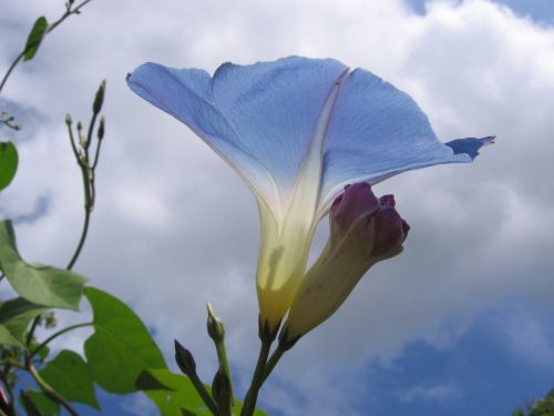 flower flowers blue