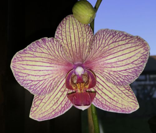 flower orchid striped