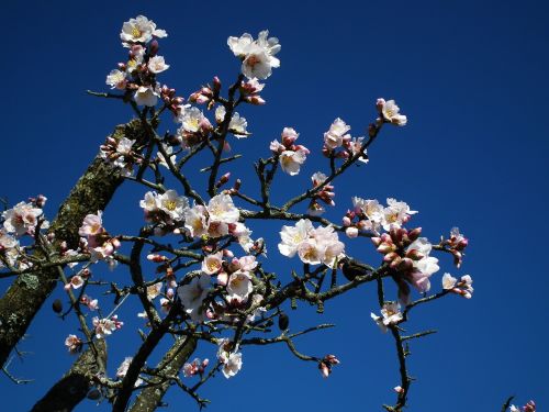 flower almond flowers almond tree