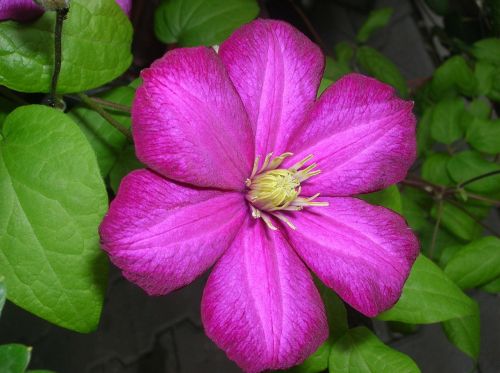 flower purple plant