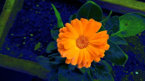 flower orange color splash