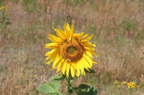 flower sunflower plant