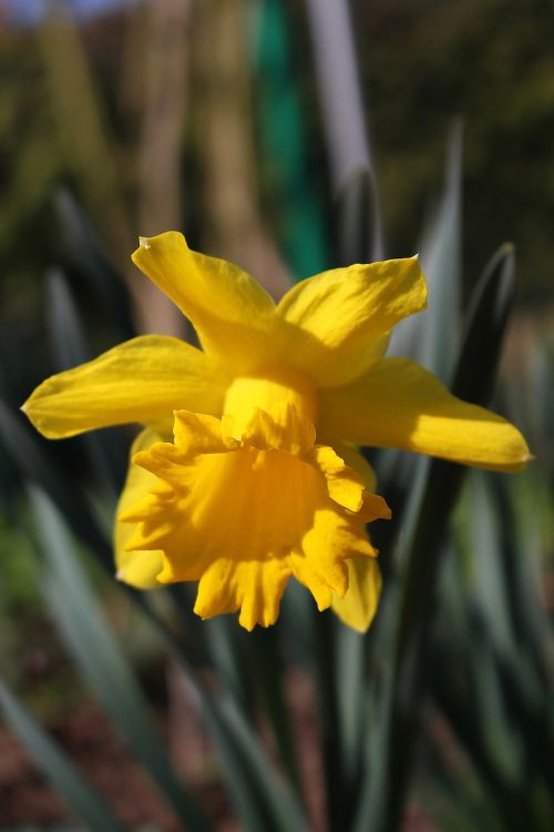 flower yellow daffodil