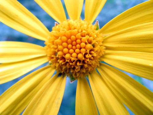 flower daisy yellow