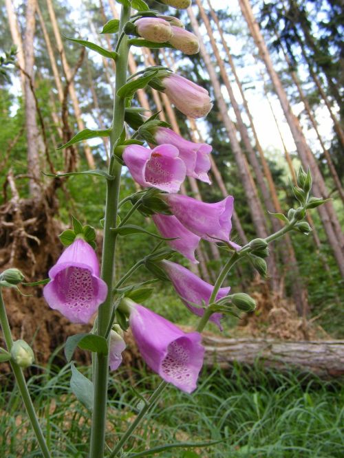 flower forest forest flower