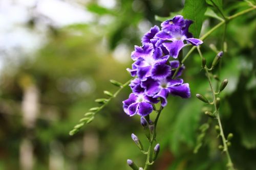 flower tree wood landscape