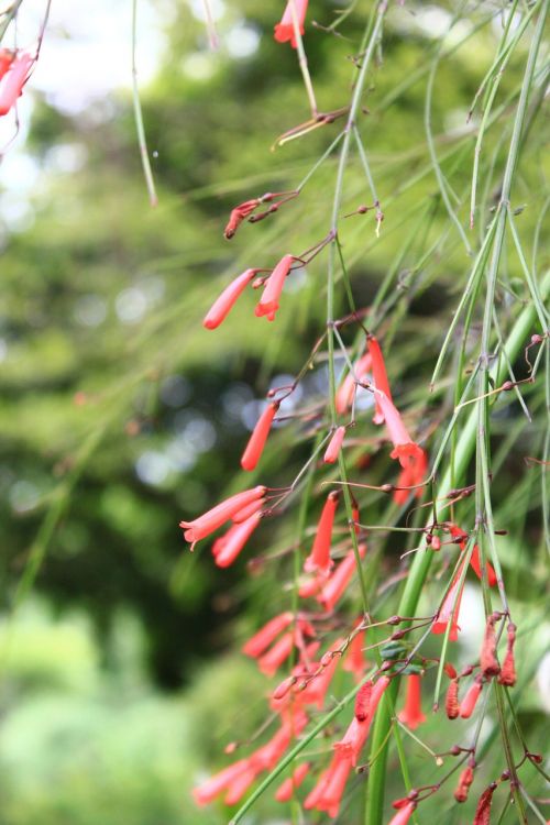 flower tree wood landscape