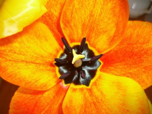 flower macro orange