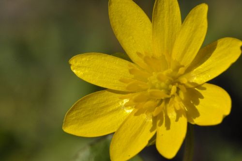 flower yellow blossom